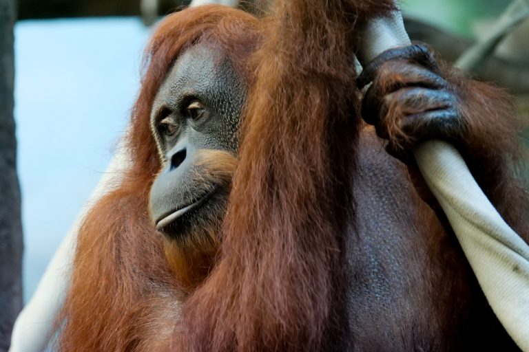 fort-wayne-zoo-animal